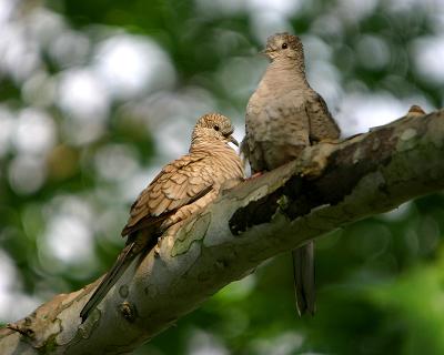 Two Inca Doves