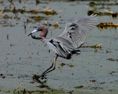 Little Blue Heron Landing