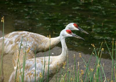 Sandhill Cranes
