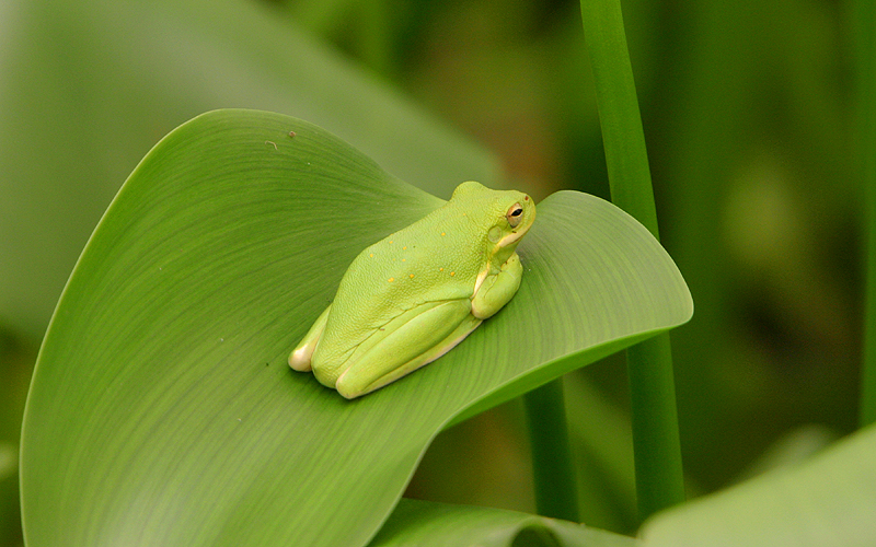 treefrog1.jpg