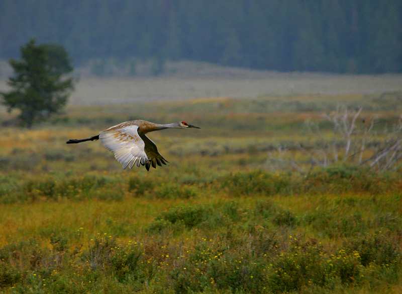 Sandhill Crane Flying  Swan Lake Flats