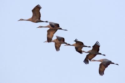 Sunset light on the Sandhill Cranes