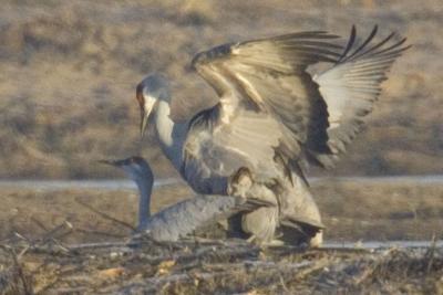Mating (or mating practice?)