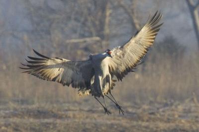 Leaping ...