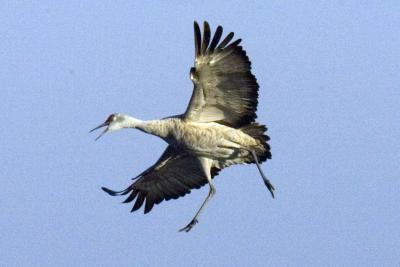 Coming in for a landing -- gear down!