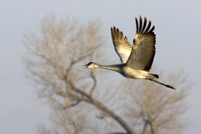 Delicate wing spread