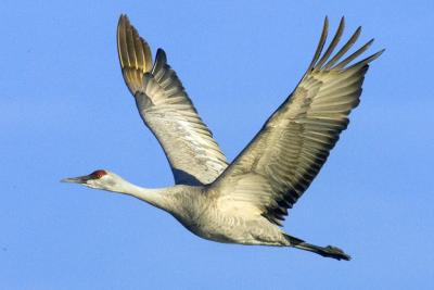 In flight -- fantastic!