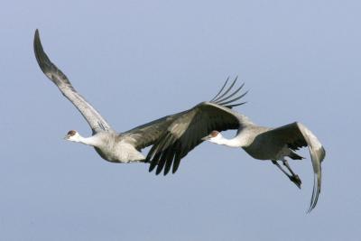 Cool bent wings