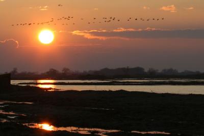 Here come the birds!!