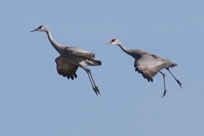 Dangling legs for landing