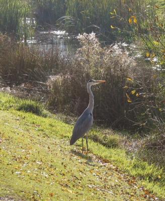 Heron at the Burrs countrypark