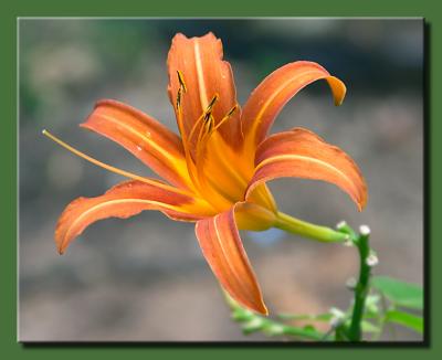Orange Lily