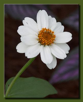 Textured Daisy