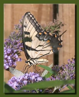 Swallowtail Butterfly