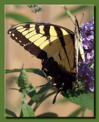 Swallowtail Half Open