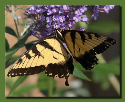 Swallowtail Completely Open
