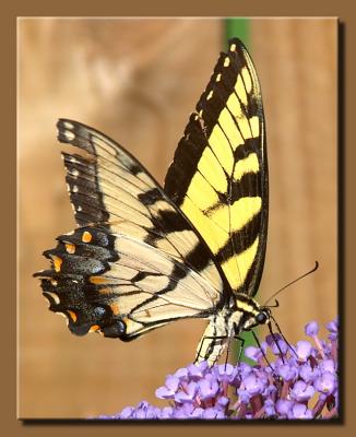 Swallowtail Profile #2
