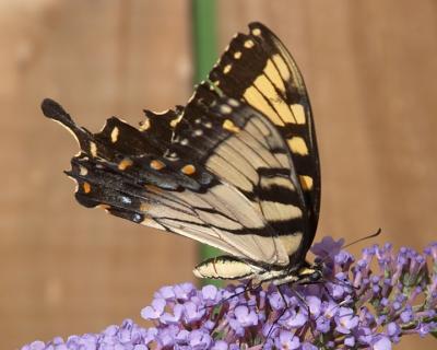 Swallowtail