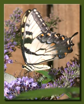 Swallowtail Too