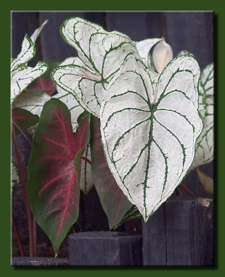 Caladium
