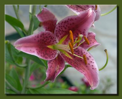 Tiger Lily