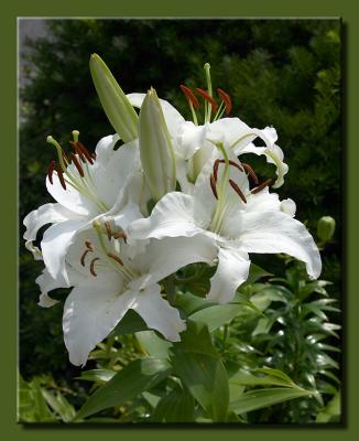 Maria Goretti Amaryllis