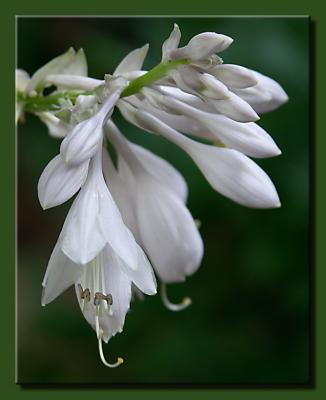 White Lily