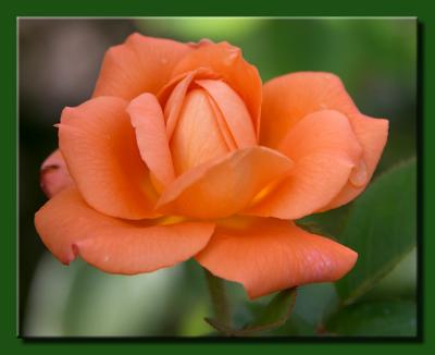 Orange Beauty