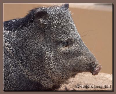 Collared Peccary