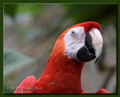 Parrot