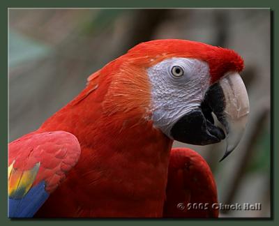 Parrot #2