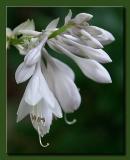 White Lily