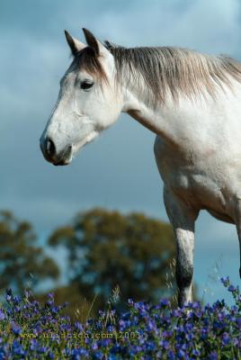 Horses Clare Valley SA