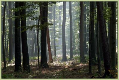 Herbstwald1.jpg