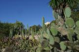 Cactus John´s Finca