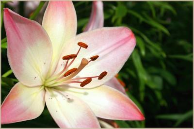 u34/undieyatch/medium/8809680.CRW_0385_rosslily.jpg
