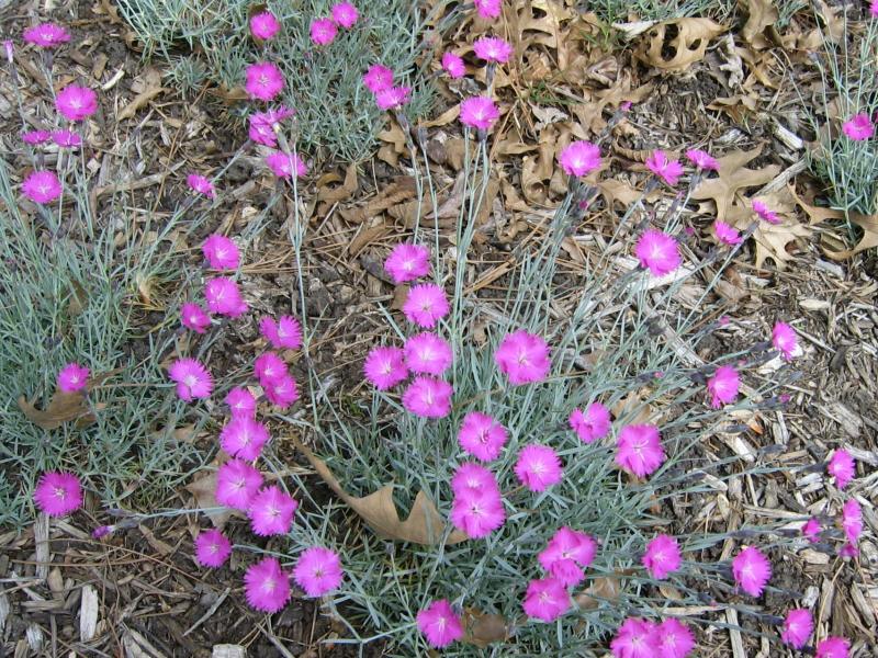 dianthus