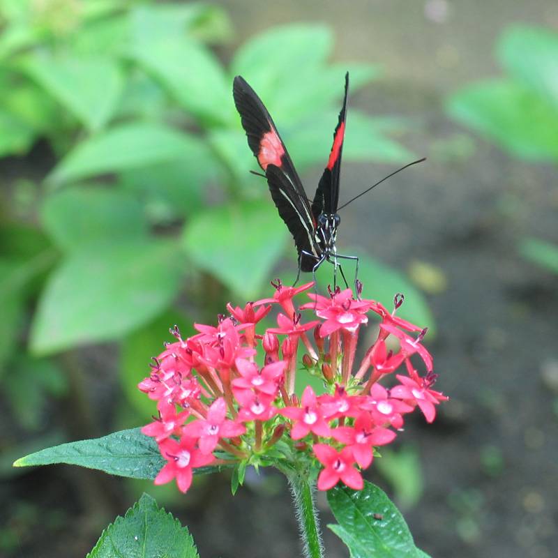 Small postman butterfly