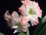 Amaryllis 3321