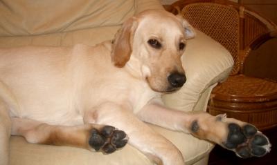 Labrador Retriever Doggy DouDou's charming feet