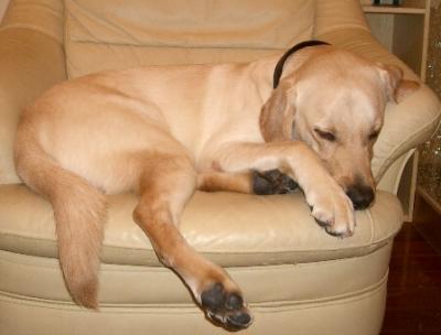 Labrador Retriever DouDou was sleeping