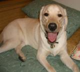 Labrador Retriever Doggy DouDou looking.jpg