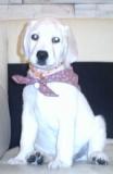 How lovely I was  Labrador Retriever Doggy DouDou