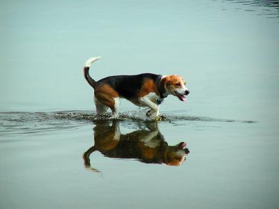 Squirt The Beagle