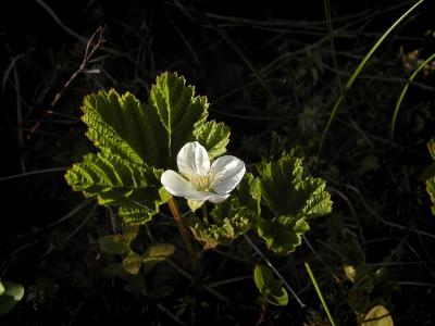Stawberry bloom.jpg