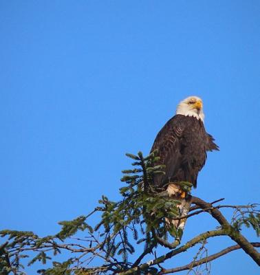 Bald Eagle #2