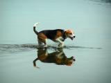 Squirt The Beagle