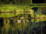 Blind River