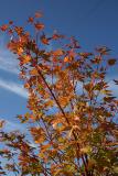 an Acer tree in our front garden