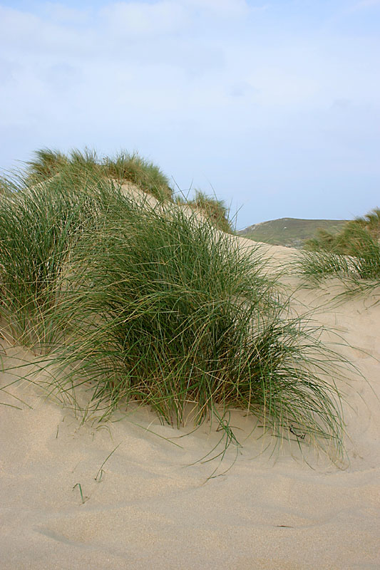 In the dunes